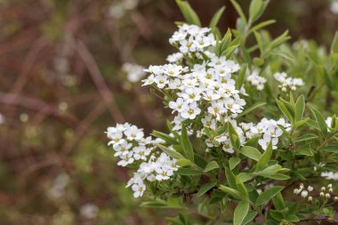Dalın üzerinde sarı bir merkezi olan beyaz ahşap çiçekler.