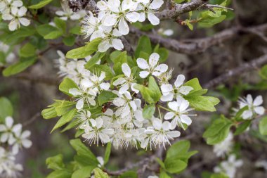 Ağaç dalında küçük beyaz kiraz çiçekleri