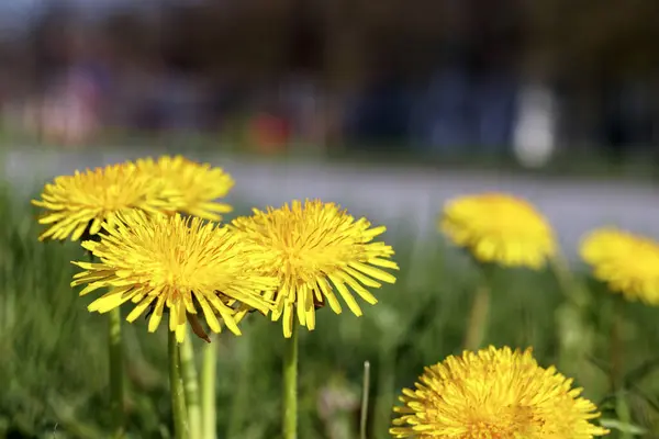 Çayırdaki yeşil otların üzerinde sarı karahindibalar.