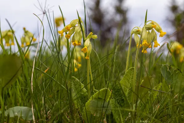 stock image yellow medicinal flowers in grass