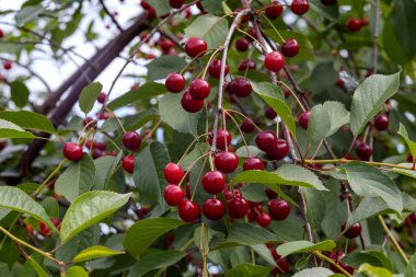 Kırmızı kiraz meyveli ağaçlar