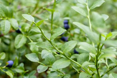 Mavi yaban mersini yeşil bir çalıda