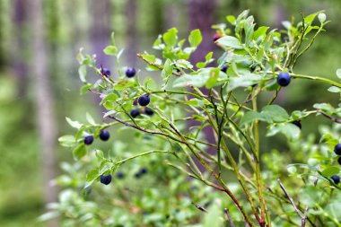 Mavi yaban mersini yeşil bir çalıda