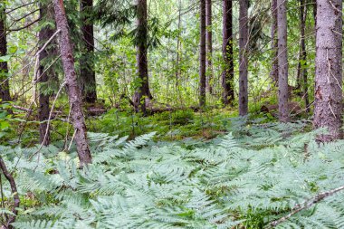 Ormanda yeşil eğreltiotu yaprakları