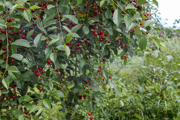 stock image Trees with red cherry garden