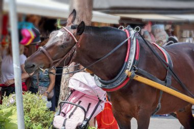 Kahverengi at biniciyle şehir sokaklarında gezmeye hazır.