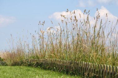 Doğa manzarası, rüzgarda esen çimlerle birlikte küçük ahşap bir çitin kenarında açık mavi bir gökyüzü arka planına karşı.