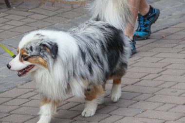 Bir çoban köpeği bir idareciyle cadde boyunca tasmayla yürür.