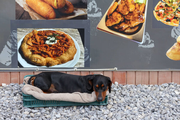 собака спит на улице с пищевым плакатом