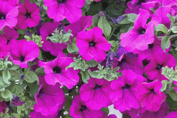 Küçük yeşil yapraklı leylak ve mor küçük çiçekler.