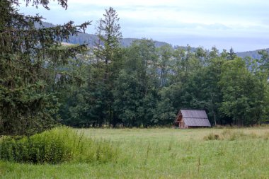 Ormanda ağaçların arasında küçük ve eski bir ev.