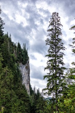 Dağların arka planında kozalaklı ağaçlar