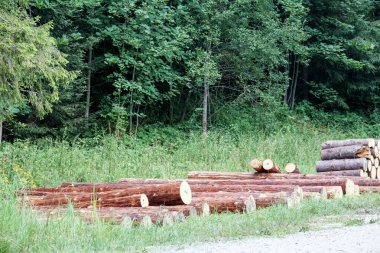 Ormanın arka planında yol kenarına saçılmış tahta kütükler.