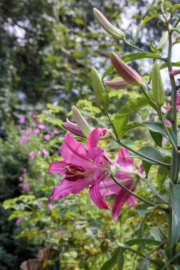 Bahçede mor çiçekler