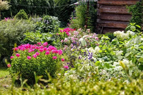 Bahçedeki farklı renkte çiçekler.