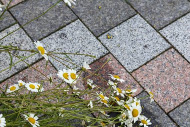 Beyaz papatyalar kaldırım taşı arka planda
