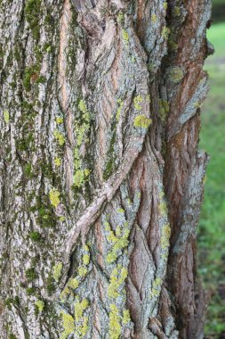 Birbirine dolanmış ağaç kabuğunun arka planında yosun var.