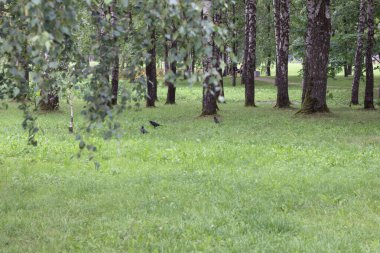 Siyah ardıçkuşları çimenlerde yürür ve yiyecek arar.