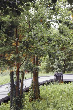 # Ağaçlarla dolu sonbahar # # Patikanın yanındaki ormanda #