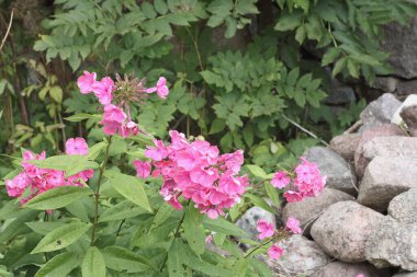 Bahçedeki yeşil yapraklı pembe çiçek çalısı