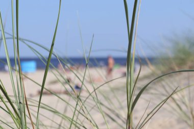 Rüzgarda esen çimenler bir deniz ve kum zeminine karşı