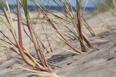 Arkaplanda çimen yaprakları