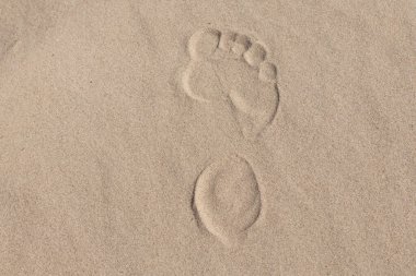 Ormanda yaprakları olmayan ölü bir ağaç.