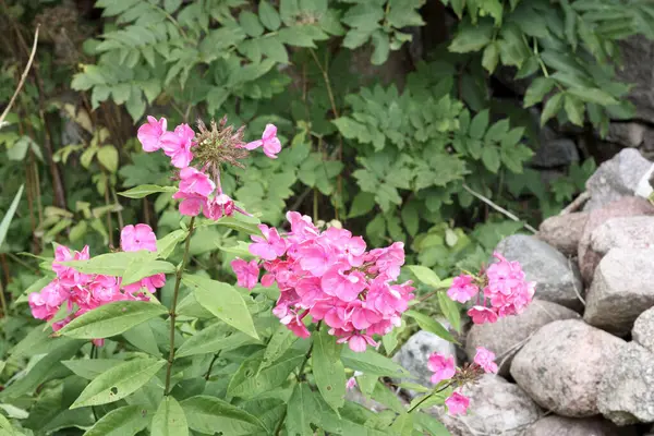 Bahçedeki yeşil yapraklı pembe çiçek çalısı bir yığın taşın yanında.