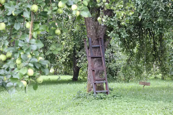 Ağaç gövdesinin yanında yeşil elma ve metal merdiven olan elma ağacı.