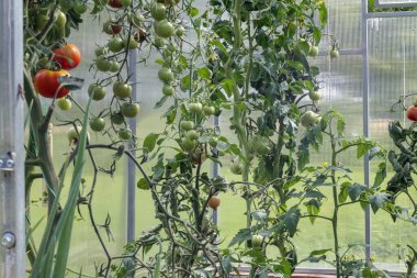 Bir serada yetişen domates fideleri