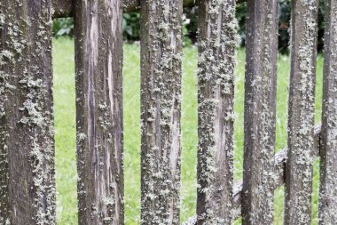 dikey ahşap çitler yosun ile kaplanmış.