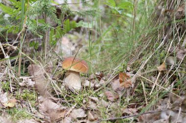 Ormandaki çimlerin arasında tek bir mantar yetişiyor.