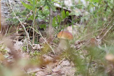 Ormandaki çimlerin arasında tek bir mantar yetişiyor.