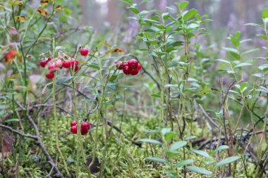 Ormanda kırmızı böğürtlenli yaban mersini.