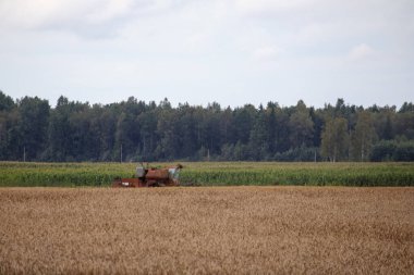 Eski bir biçerdöver mısır tarlasında tahıl harman ediyor.