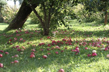 Yeşil çimenlikteki elma ağacından düşen kırmızı elmalar