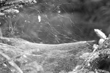 Orman zemininde çiy tanecikli örümcek ağı