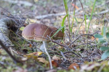 Kahverengi şapkalı bir mantar çimlerin üzerinde parlıyor.