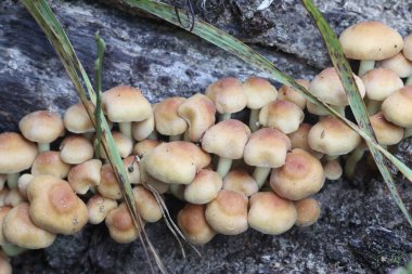 small mushrooms have grown on a tree trunk in the forest clipart