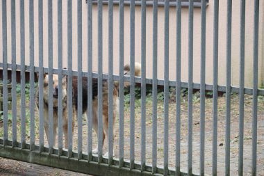Köpeğin arkasında durduğu parmaklıkları olan metal bir çit.