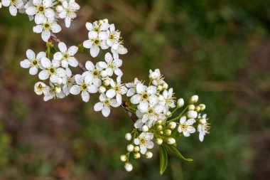 Koyu arkaplanda küçük çiçeklerin beyaz bir dalı