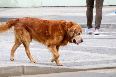 Karşıdan karşıya koşan Golden Retriever