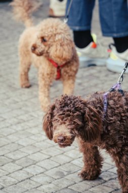 Taş kaldırımda kırmızı tasmalı tüylü bir köpek.