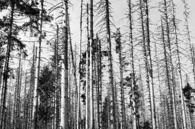 Ormanda ağaç gövdeleri olan siyah beyaz bir resim.