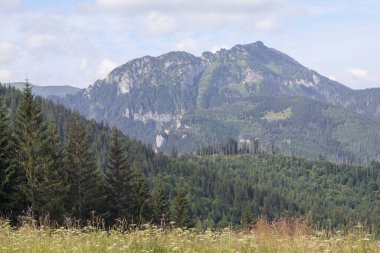 Dağlardaki doğa manzarası Ağaçlar ve dağ zirveleri