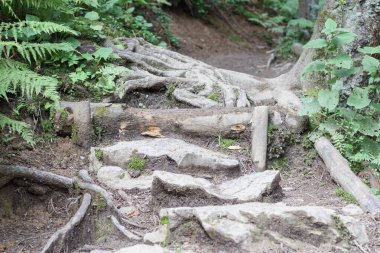Ormandaki büyük bir ağacın kökleri toprağın üstünde büyüdü.