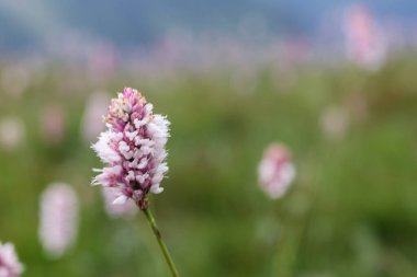 meadow with pink flowers on the background of mountains clipart