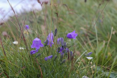 Yeşil çimlerin arasındaki çayırda leylak çiçekleri