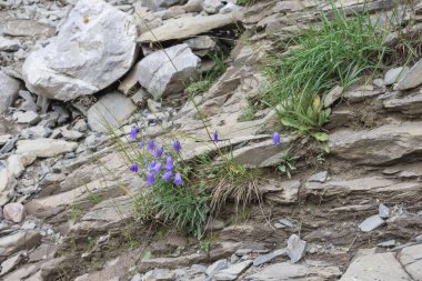 Kayaların arasında mor bir çiçekle kayaların üzerinde yosun.