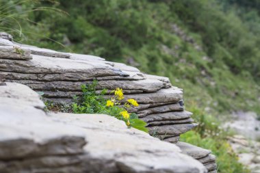 Arasında sarı bir çiçek olan dekoratif taş bir duvar.